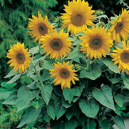 Sunflower " Pacino " Exotic 30 Flower Seeds