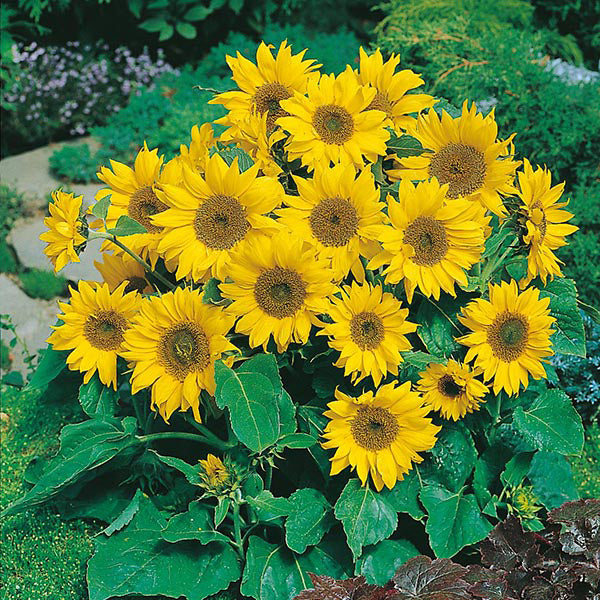Sunflower " Little Leo " Exotic 30 Flower Seeds