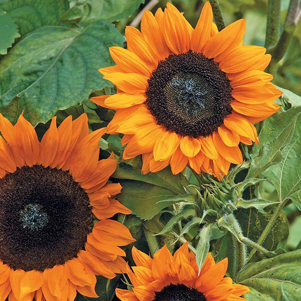 Sunflower " Copper Queen " Exotic 30 Flower Seeds