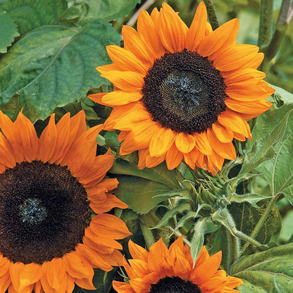 Sunflower " Copper Queen " Exotic 30 Flower Seeds