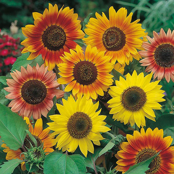 Sunflower " Sunburst " Exotic 30 Flower Seeds