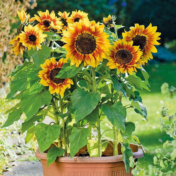 Sunflower " Solar Flash " Exotic 30 Flower Seeds