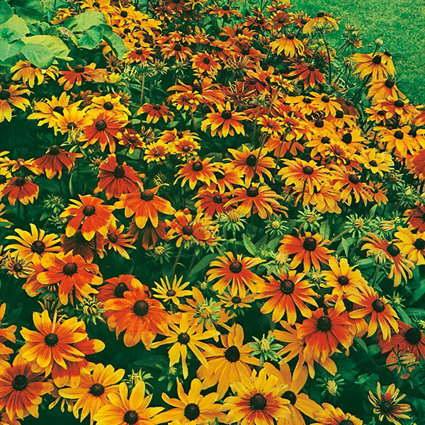 Rudbeckia " Dwarf Mixed " Exotic 30 Flower Seeds