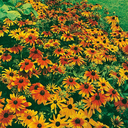 Rudbeckia " Dwarf Mixed " Exotic 30 Flower Seeds