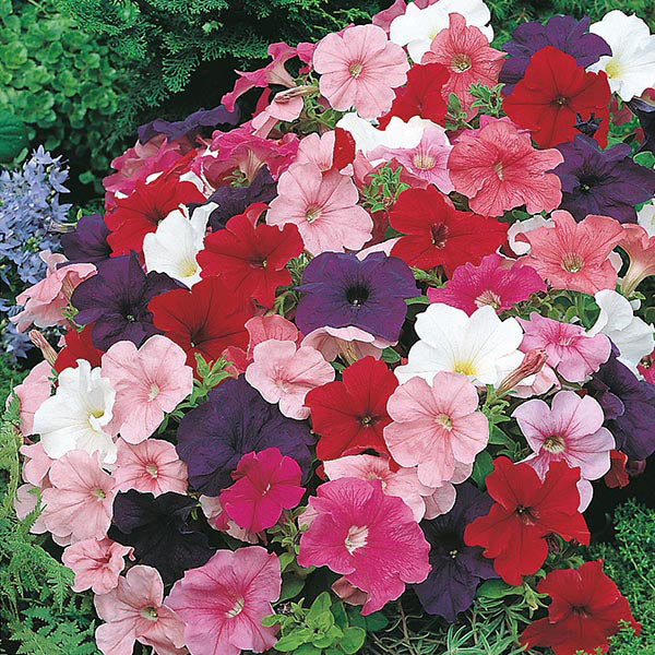 Petunia " Multiflora Mixed " Exotic 100 Flower Seeds