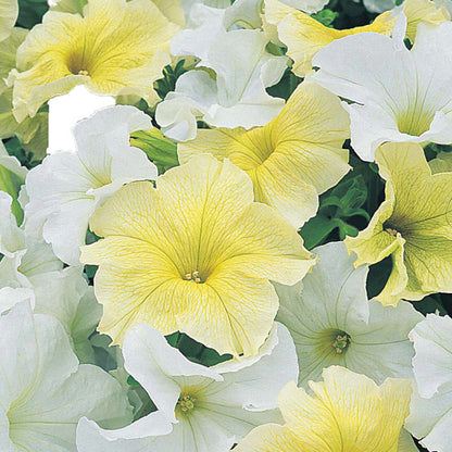 Petunia " Banana Milkshake " Exotic 100 Flower Seeds