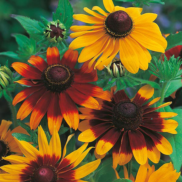 Rudbeckia " Gloriosa Daisies " Exotic 30 Flower Seeds