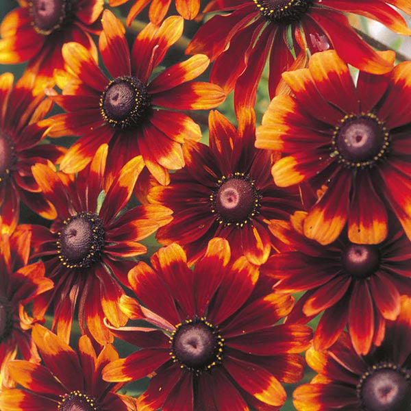Rudbeckia " Chocolate Orange " Exotic 30 Flower Seeds