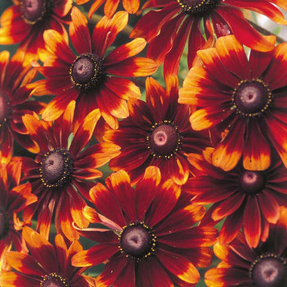 Rudbeckia " Chocolate Orange " Exotic 30 Flower Seeds