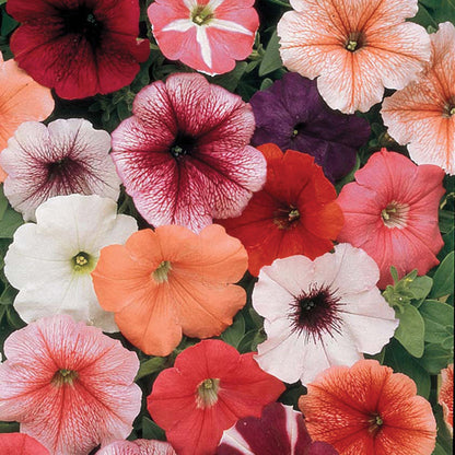Petunia " Mirage Mixed " Exotic 100 Flower Seeds