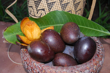 Mango - Black Stone Mango Exotic Fruit Plant