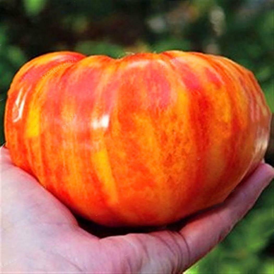Tomato " Rainbow  " Exotic 100 Vegetable Seeds