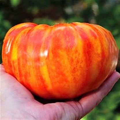 Tomato " Rainbow  " Exotic 100 Vegetable Seeds