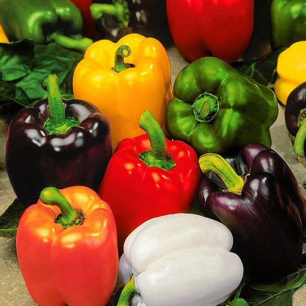 Bell Pepper 