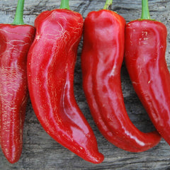 Chilli 