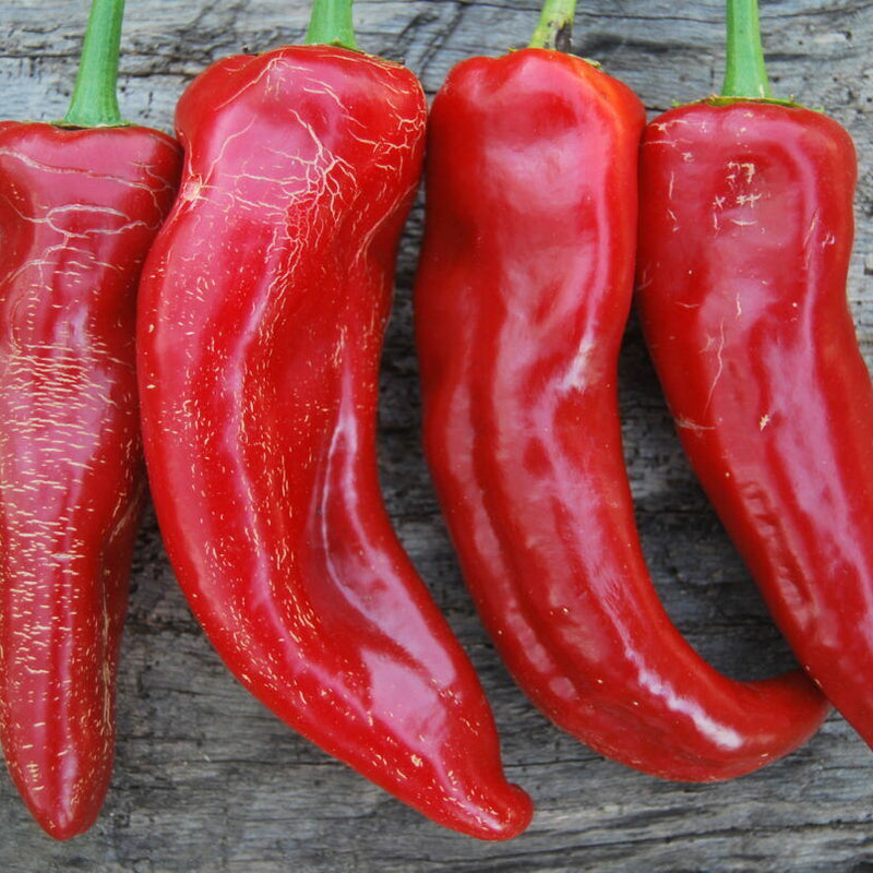 Chilli 