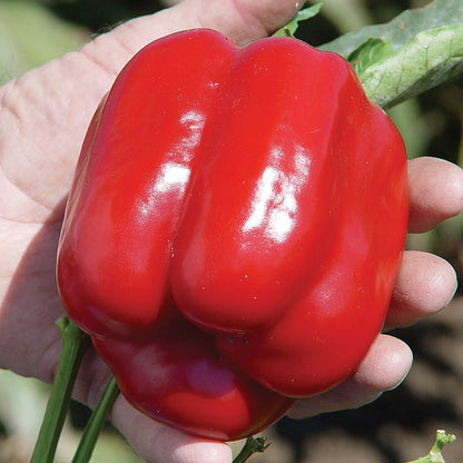 Bell Pepper " Red  " Exotic 20 Vegetable Seeds