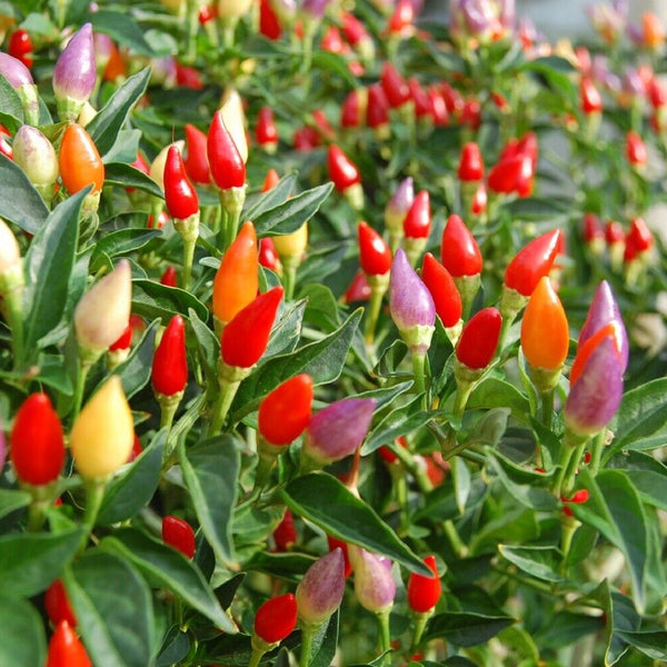 Chilli 