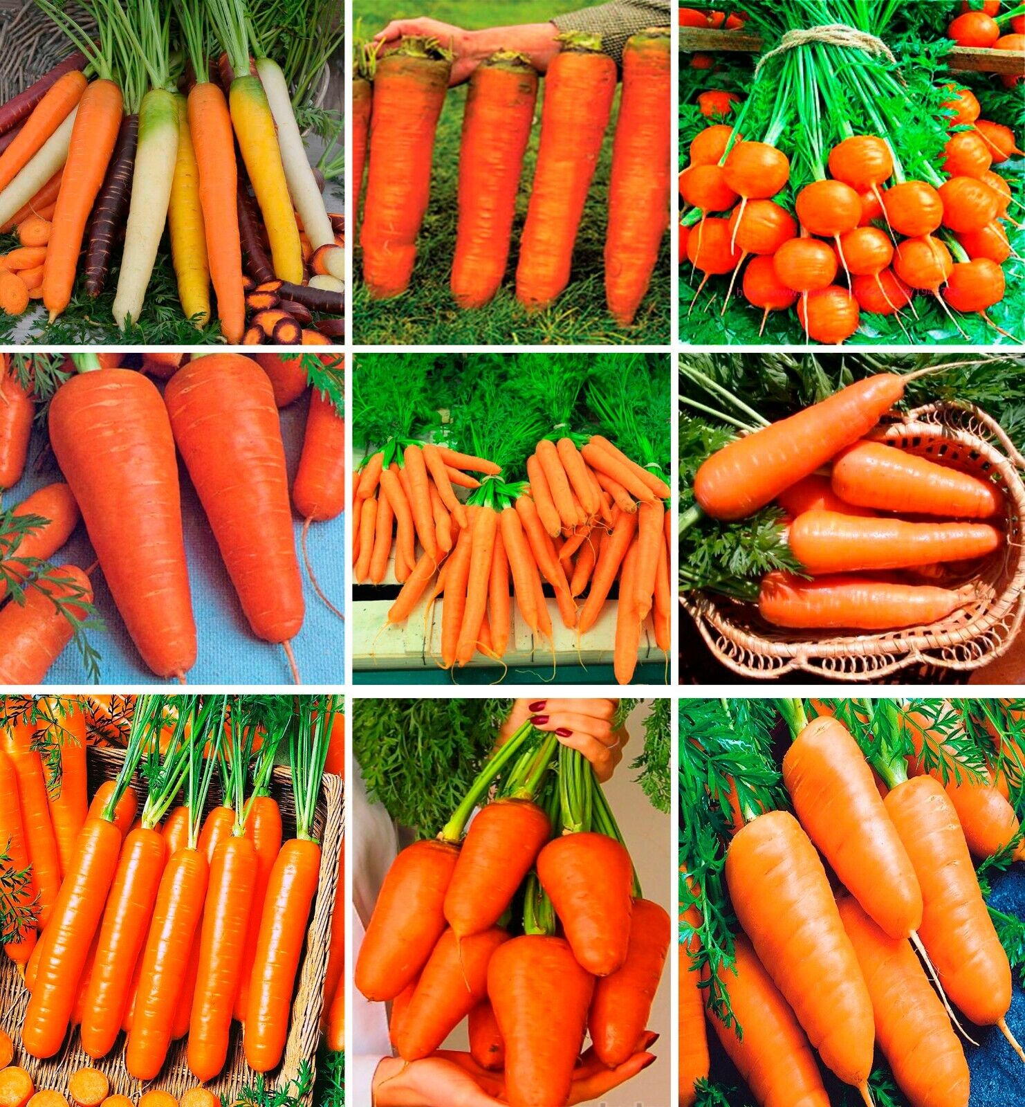 Carrot " Rainbow Mix " Exotic 40 Vegetable Seeds – M-Tech Gardens