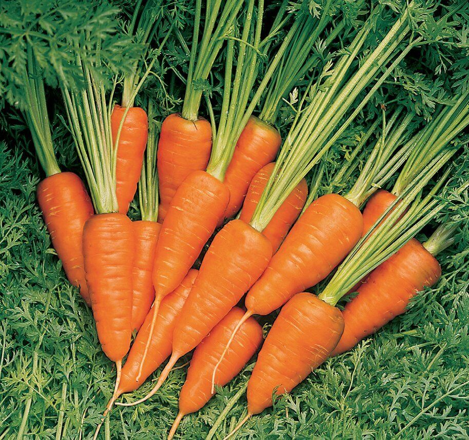 Carrot " Orange Hybrid " Exotic 40 Vegetable Seeds – M-Tech Gardens