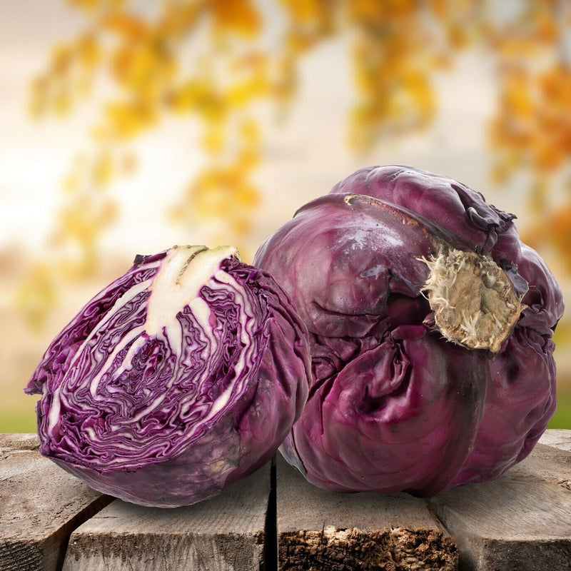 Cabbage 