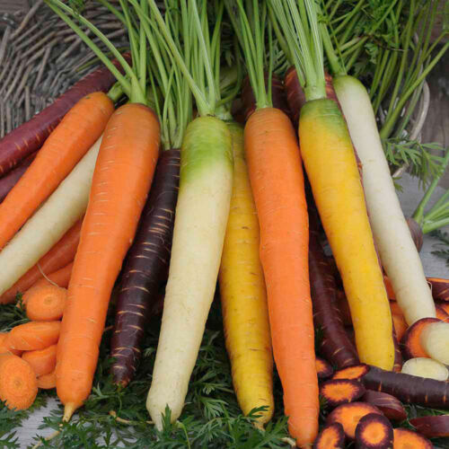 Carrot " Mixed " Exotic 40 Vegetable Seeds – M-Tech Gardens