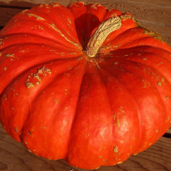 Pumpkin 