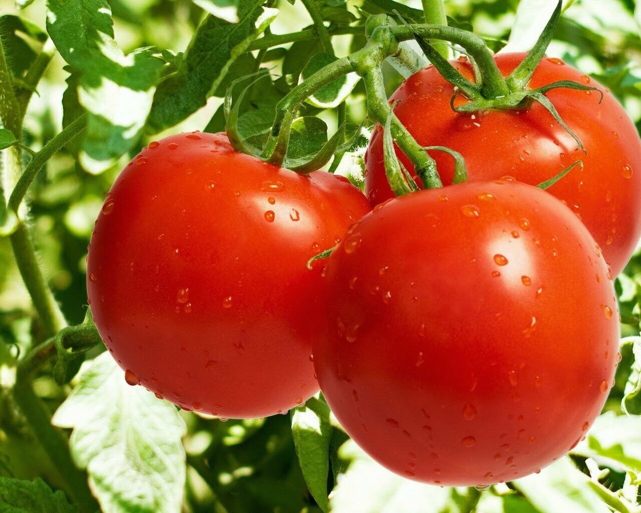 Tomato