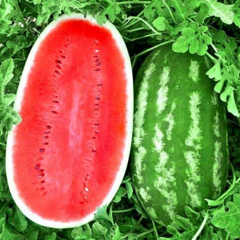 Watermelon " Giant Hybrid  " Exotic 10 Fruit Seeds