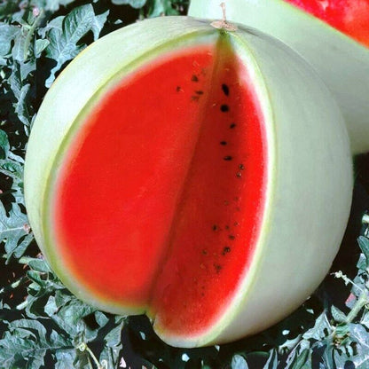 Watermelon " Snow White  " Exotic 10 Fruit Seeds