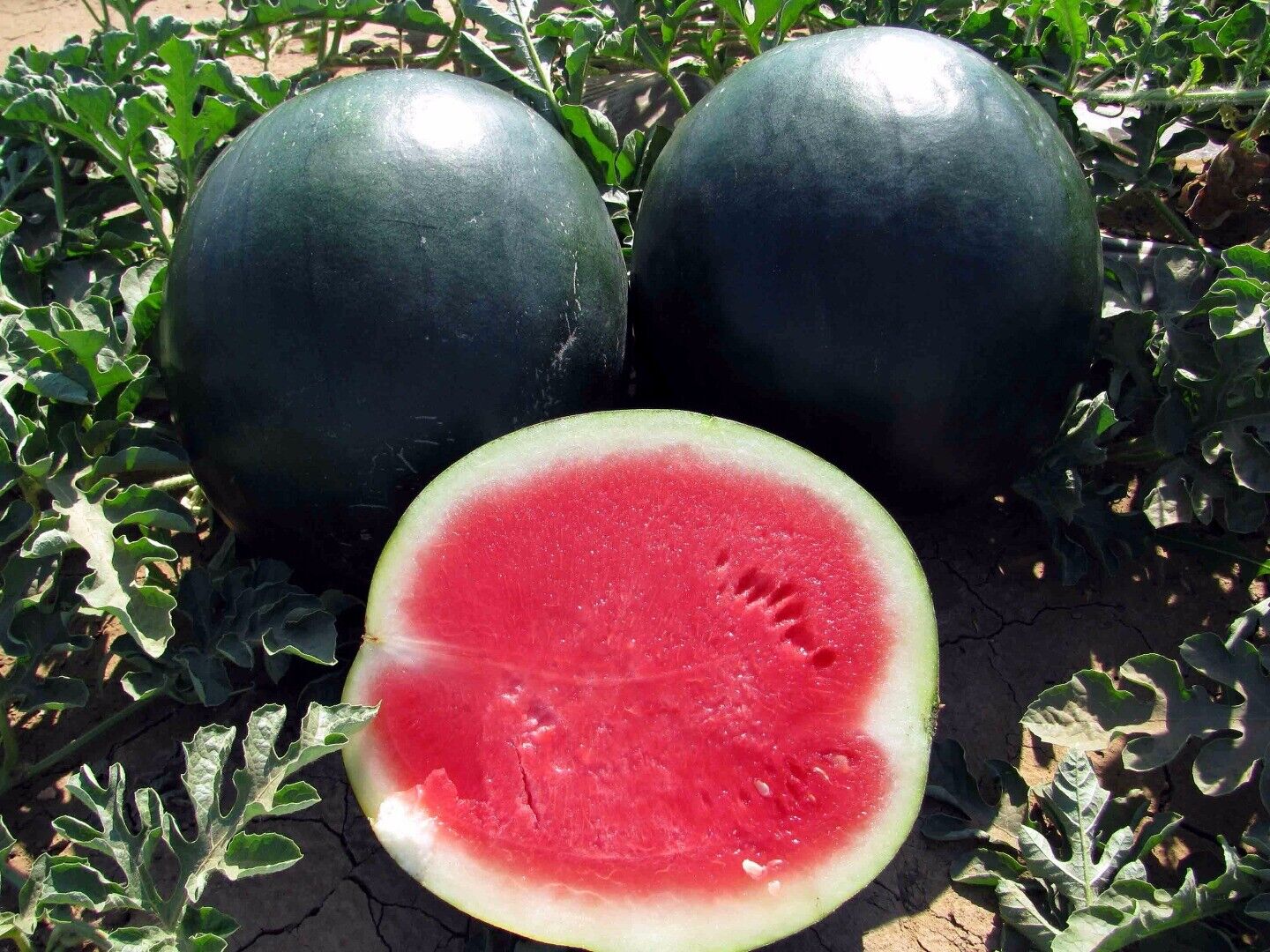 Watermelon " Black Beauty  " Exotic 10 Fruit Seeds