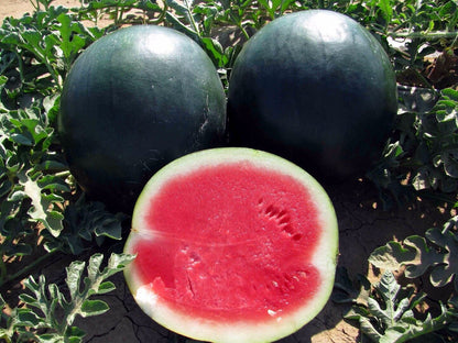 Watermelon " Black Beauty  " Exotic 10 Fruit Seeds