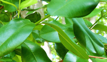 Allspices Spice Plant