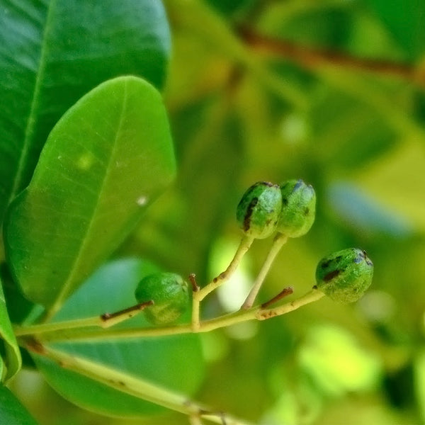 Allspices Spice Plant