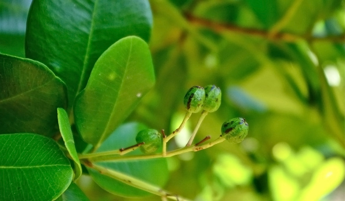 Allspices Spice Plant