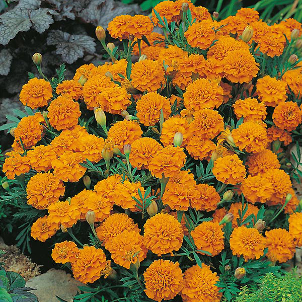 French Marigold " Orange Boy  " Exotic 30 Flower Seeds