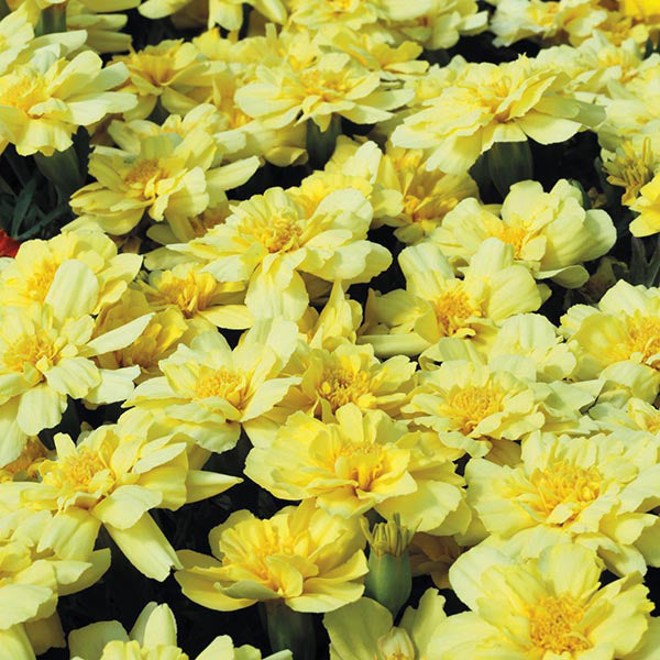 French Marigold " Vanilla Cream  " Exotic 30 Flower Seeds