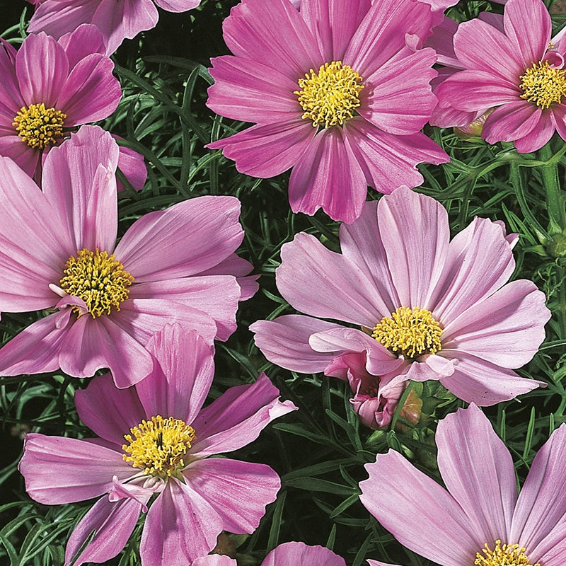 Cosmos " Sensation Pinkie  " Exotic 30 Flower Seeds