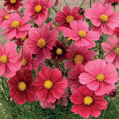 Cosmos " Antiquity  " Exotic 30 Flower Seeds