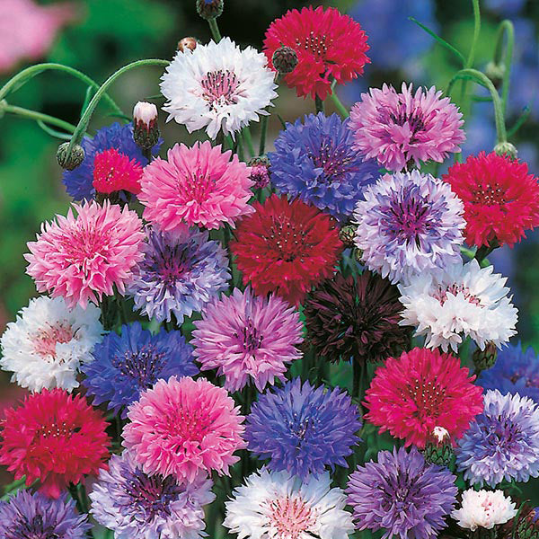 Cornflower " Tall Mixed  " Exotic 30 Flower Seeds