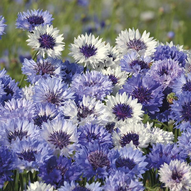 Cornflower " Classic Fantastic  " Exotic 30 Flower Seeds
