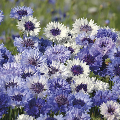 Cornflower " Classic Fantastic  " Exotic 30 Flower Seeds