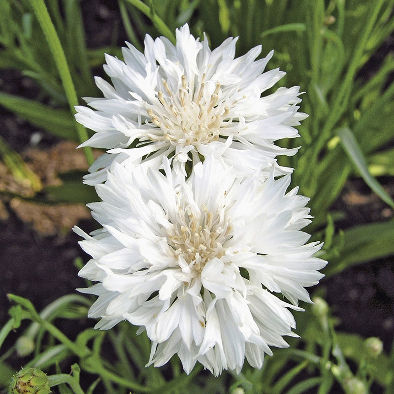 Cornflower " Snowman  " Exotic 30 Flower Seeds