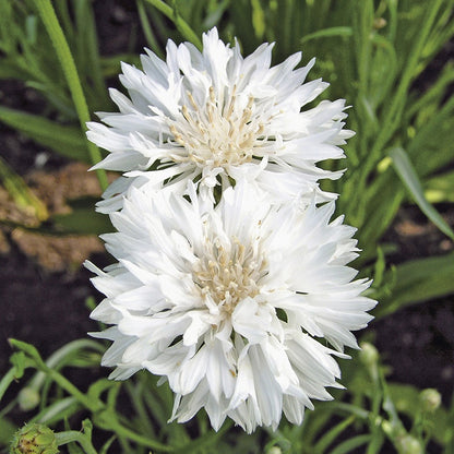 Cornflower " Snowman  " Exotic 30 Flower Seeds