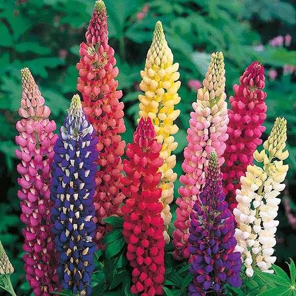 Lupin " Russell Mixed  " Exotic 20 Flower Seeds