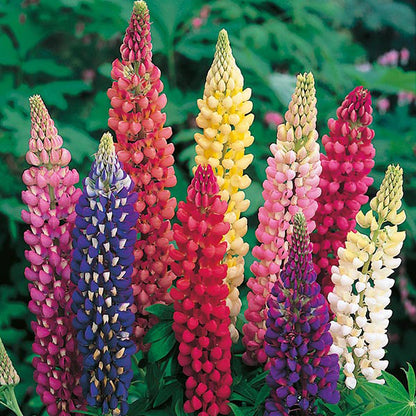 Lupin " Russell Mixed  " Exotic 20 Flower Seeds