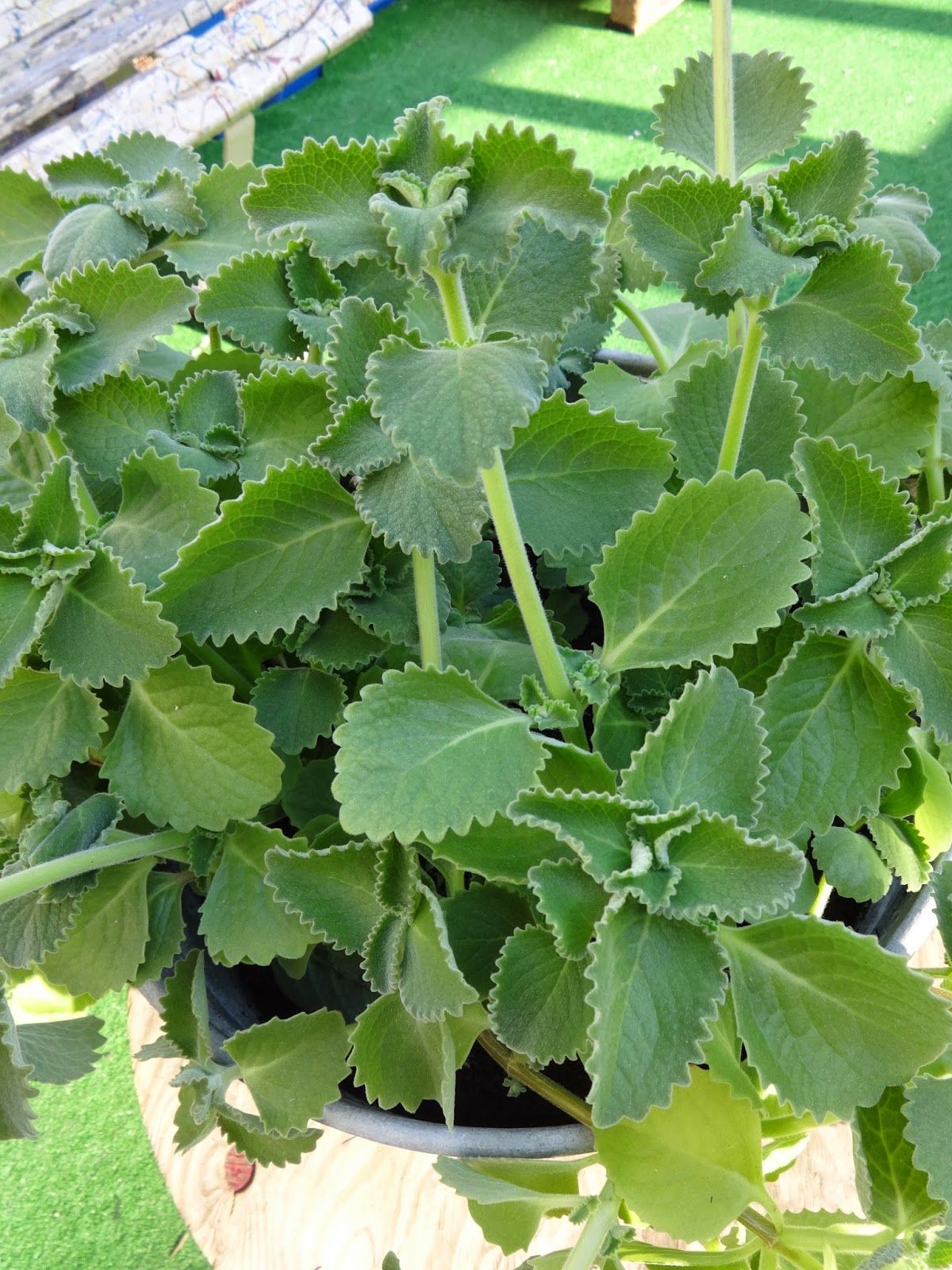 Panikoorka ( Coleus amboinicus ) Medicinal Plant