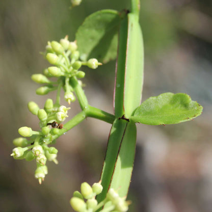 Asthi Samhara ( Cissus quadrangularis ) Medicinal Plant
