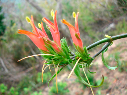 Vishapacha ( Clinacanthus nutans ) Medicinal Plant