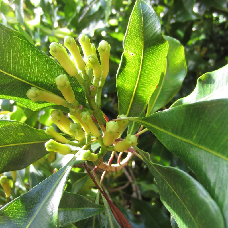 Clove - Spice Plant